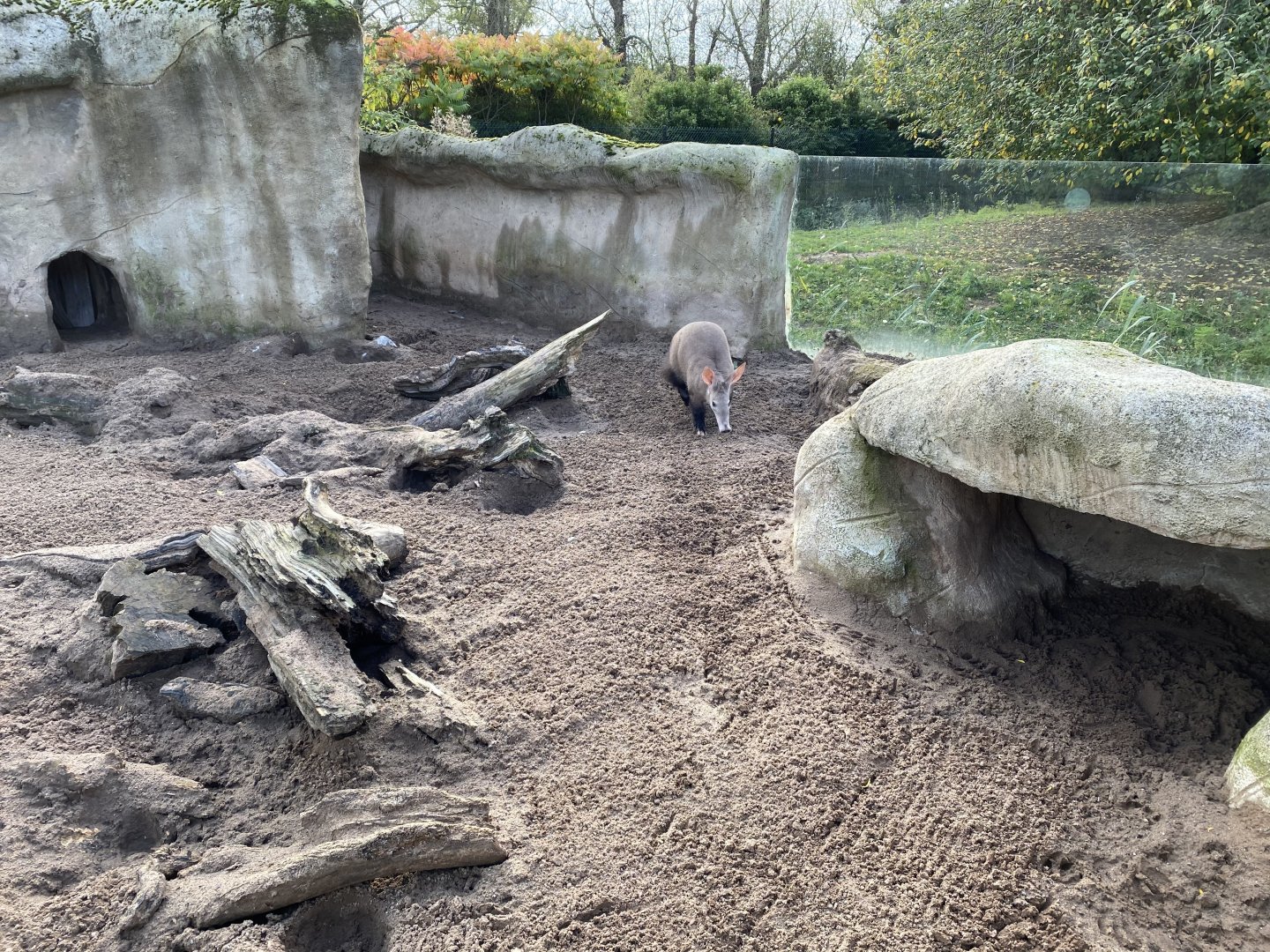 Aardvark enclosure 071020