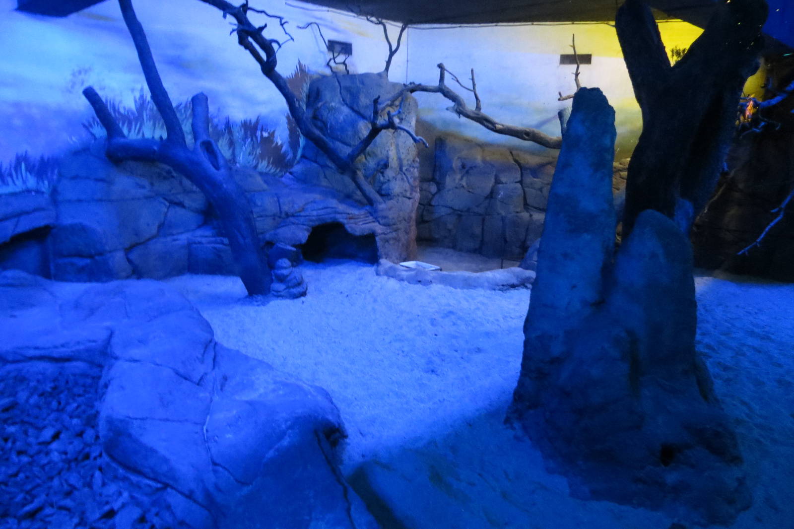 Aardvark enclosure 140216