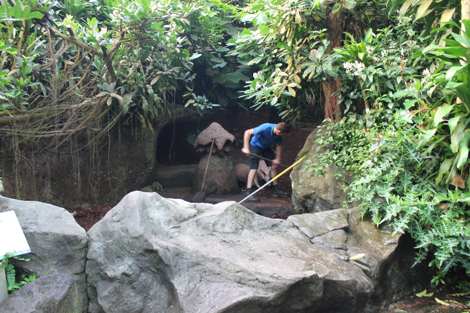 Aardvark enclosure - and... find the Chacalacas