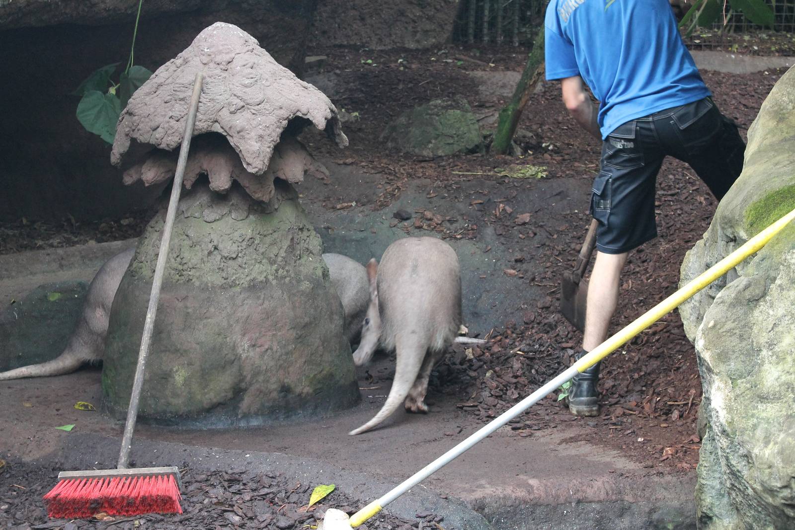 Aardvark enclosure cleaning
