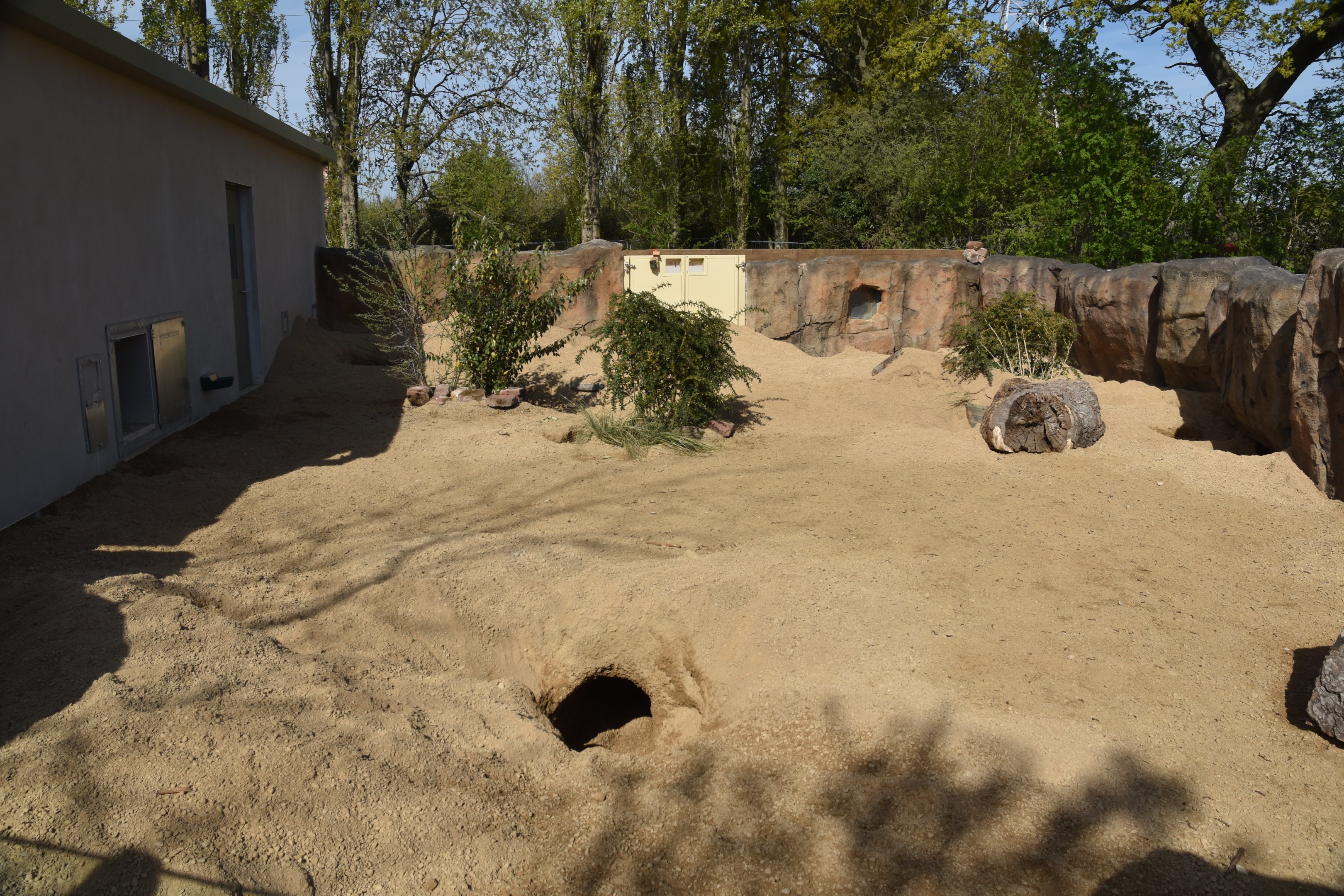 Aardvark Enclosure, Heart of Africa at Chester, 12th April 2025
