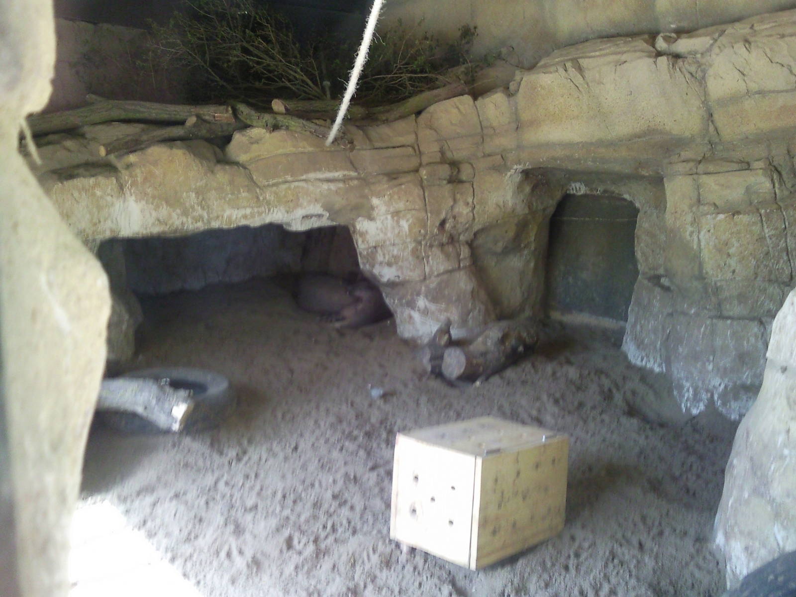 aardvark enclosure