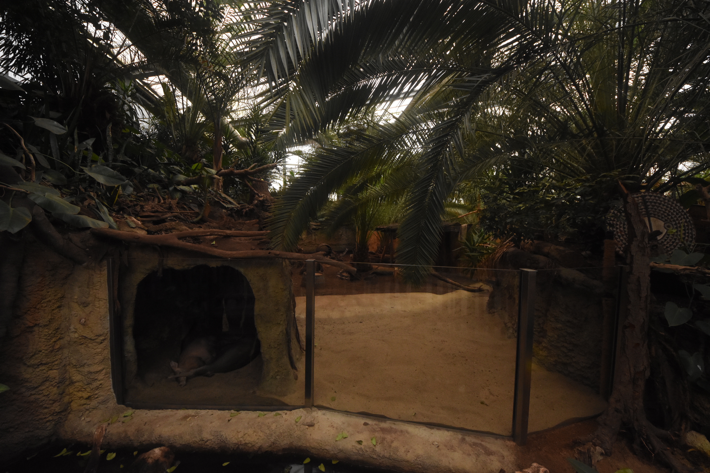 Aardvark enclosure