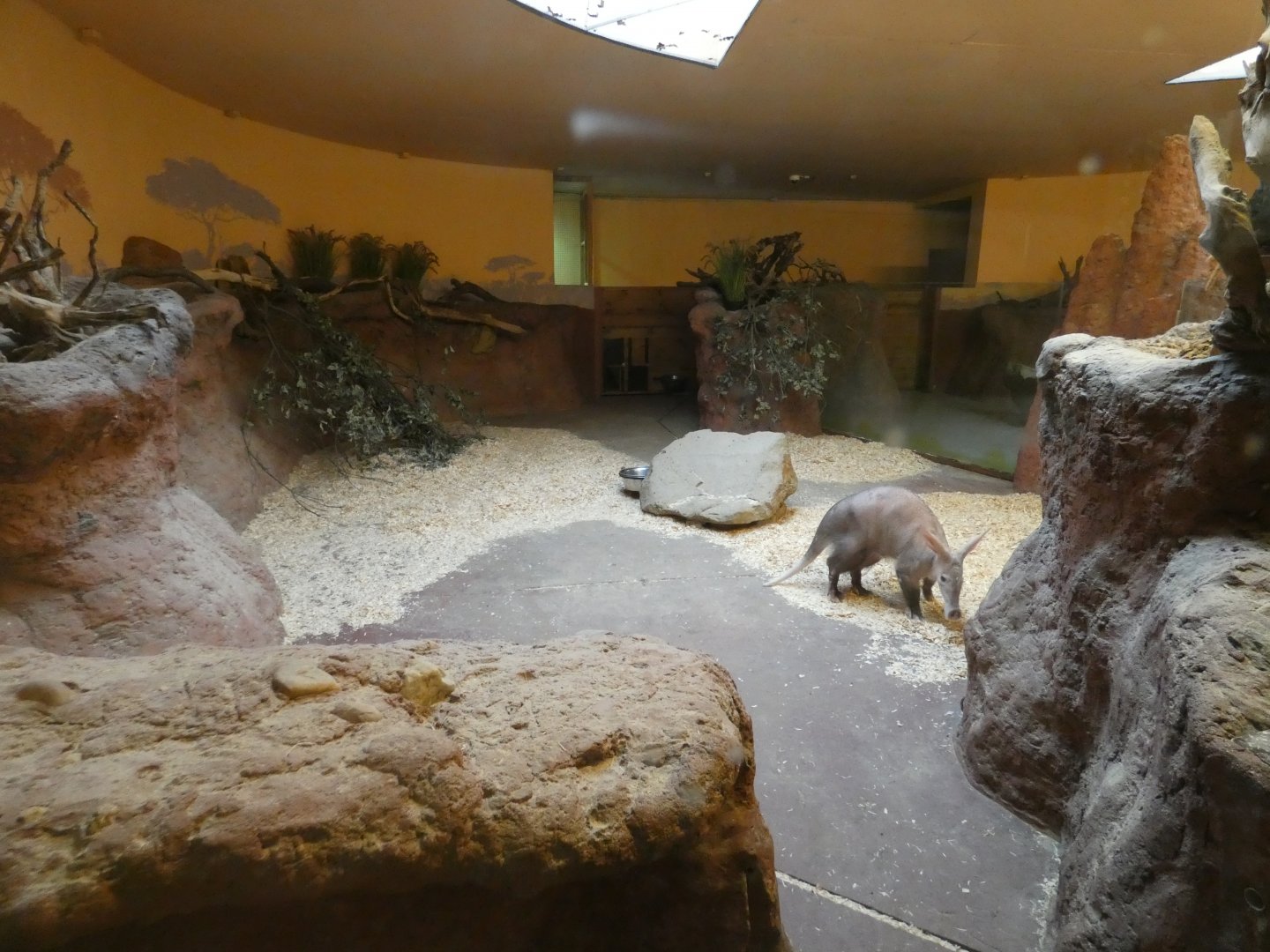 Aardvark enclosure