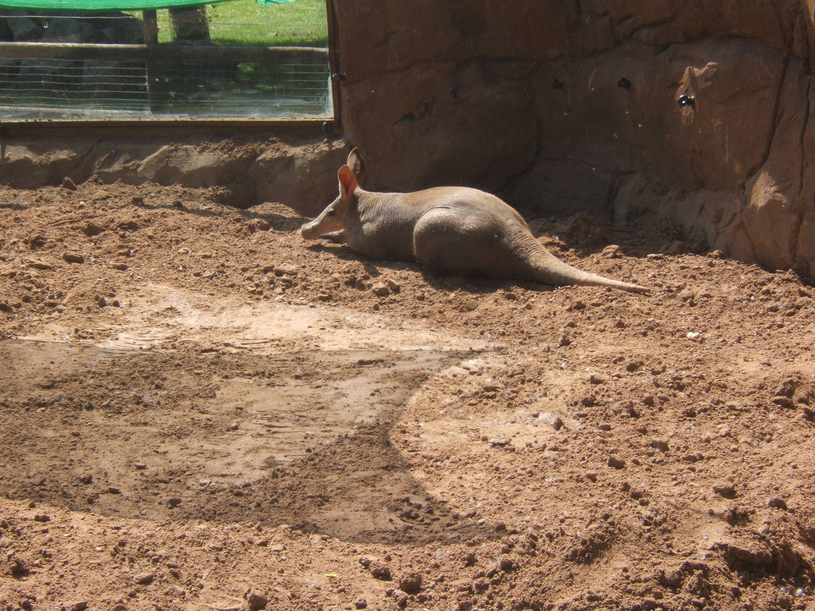 Aardvark enjoying the sun