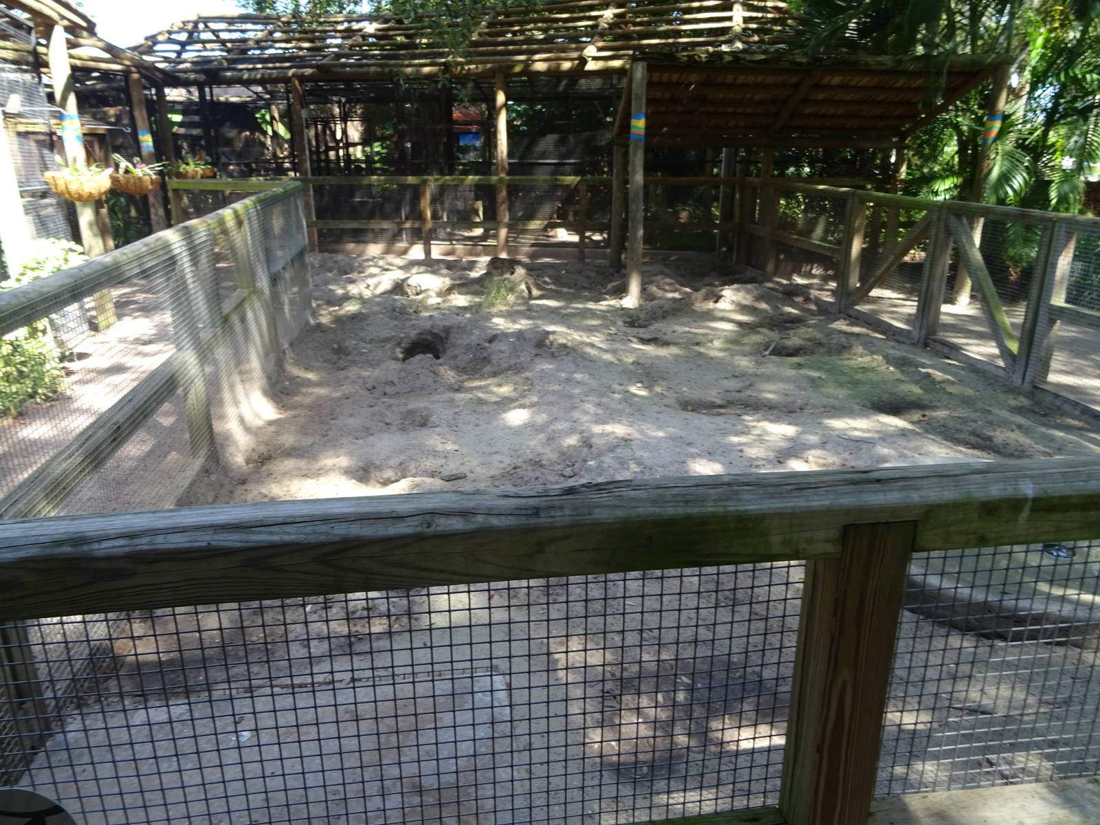 Aardvark Exhibit at Busch Gardens Tampa