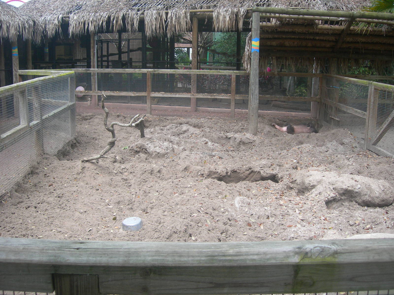 Aardvark exhibit