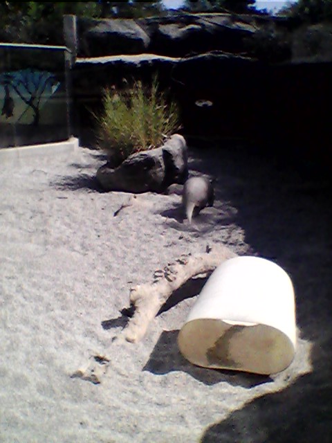 Aardvark exhibit