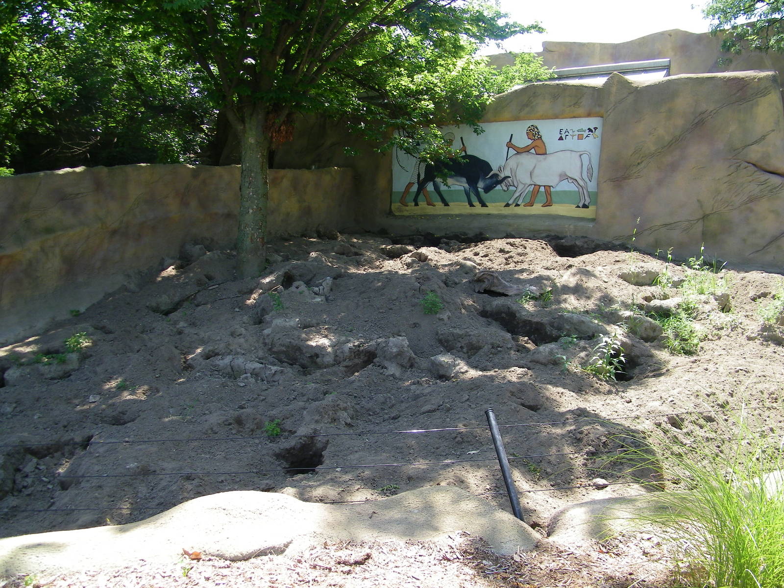 Aardvark Exhibit
