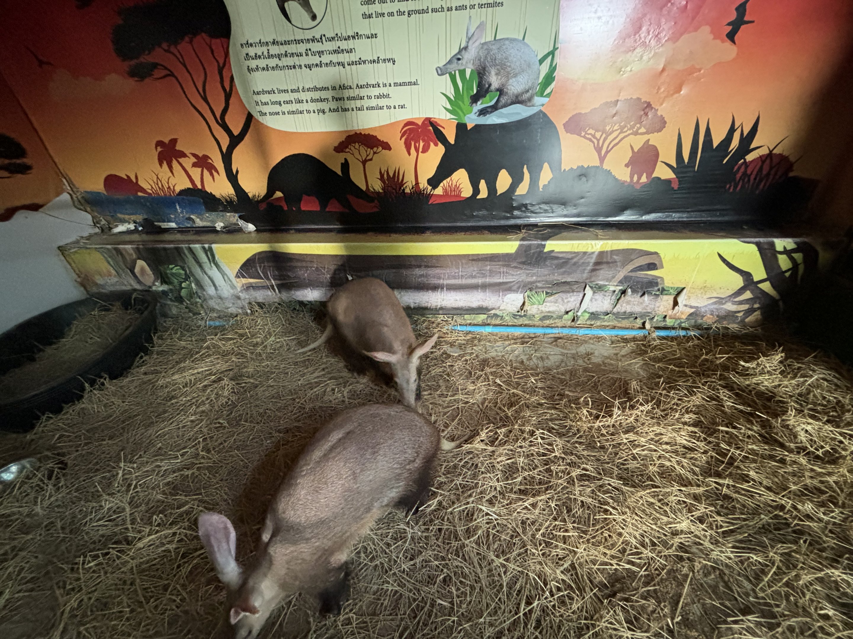 Aardvark Exhibit