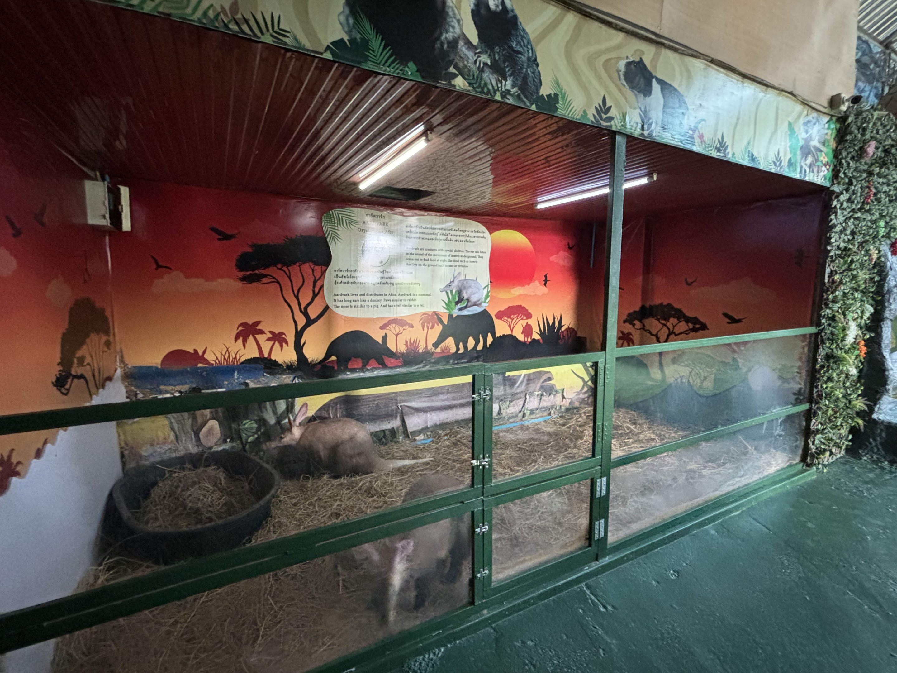 Aardvark Exhibit