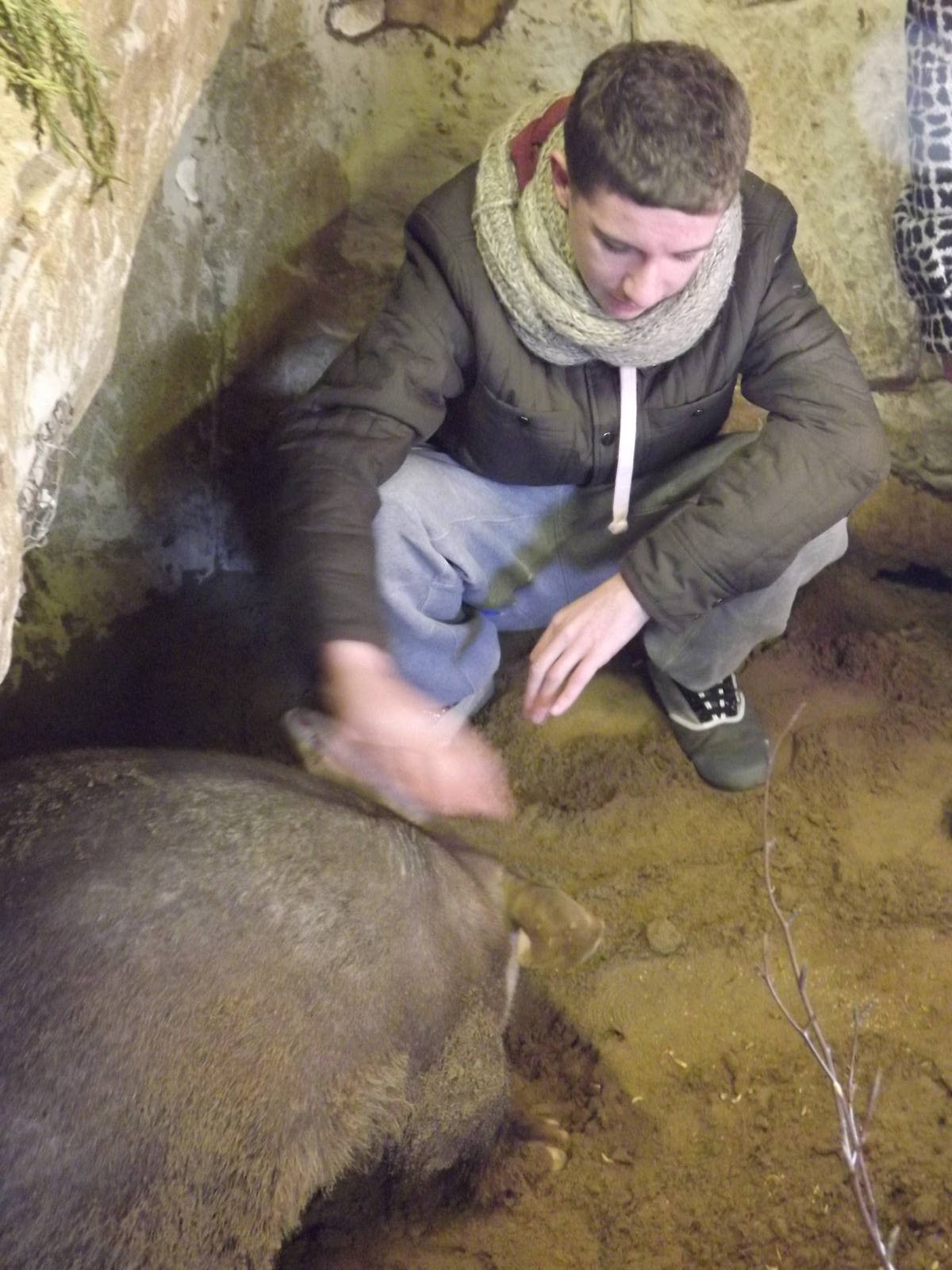 Aardvark experience at Blackpool Zoo 15/01/12