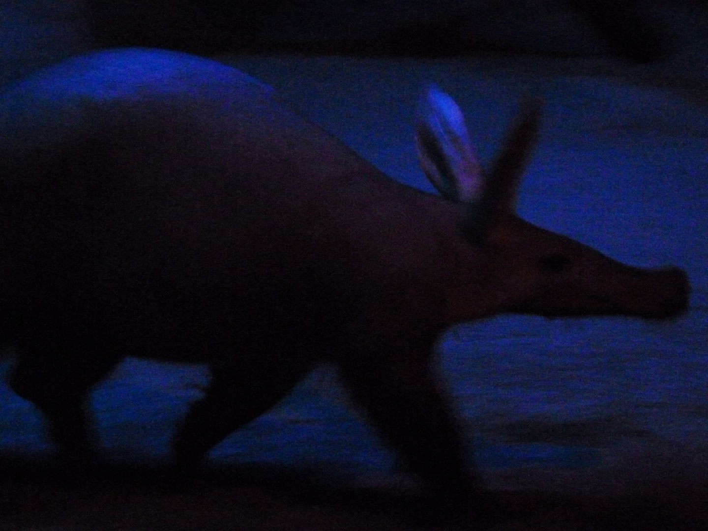 Aardvark -Faunia (2025)