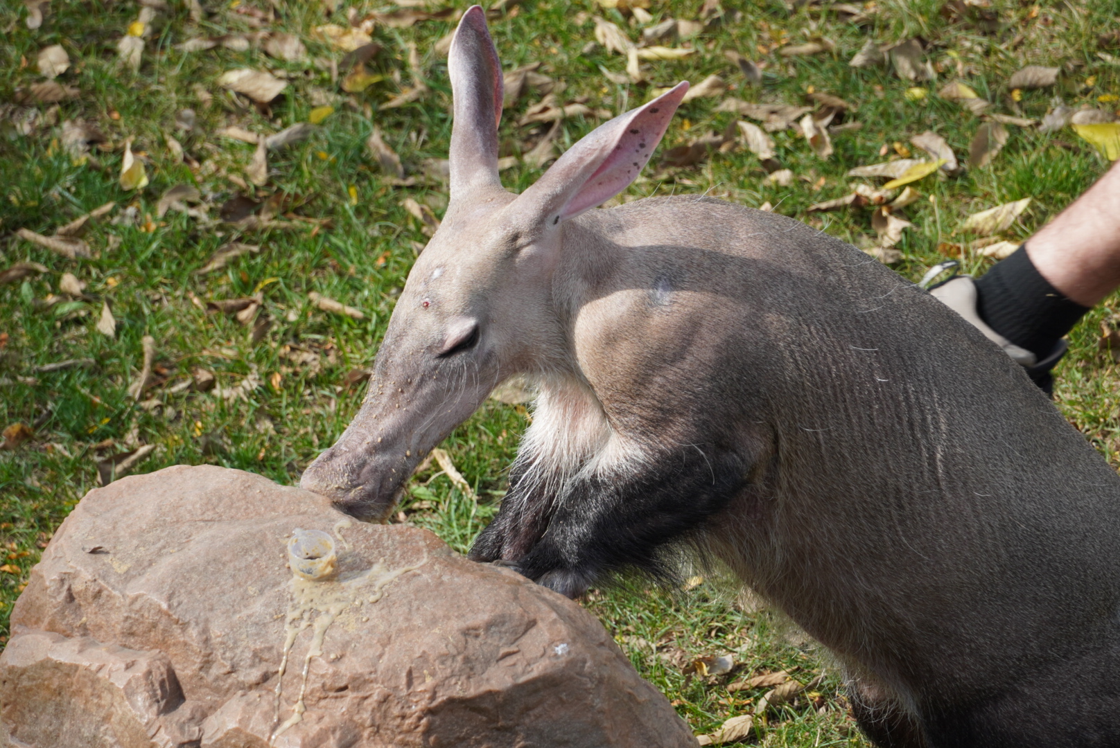 Aardvark Feeding “Arthur”