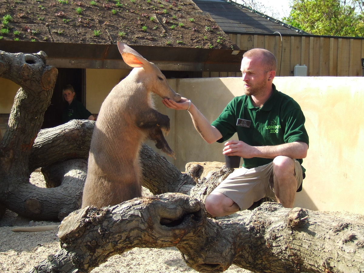 Aardvark feeding, Root Zone, Ambika Paul Children's Zoo, Animal Adventure