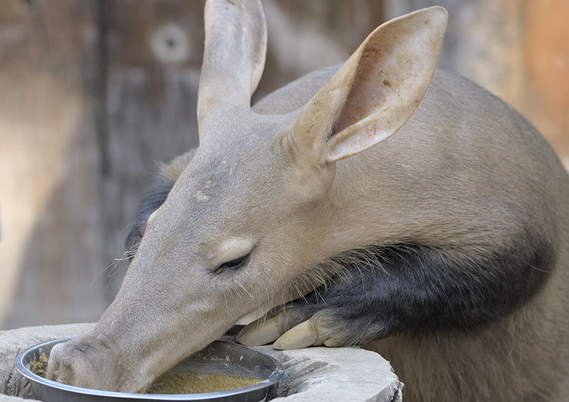Aardvark feeding