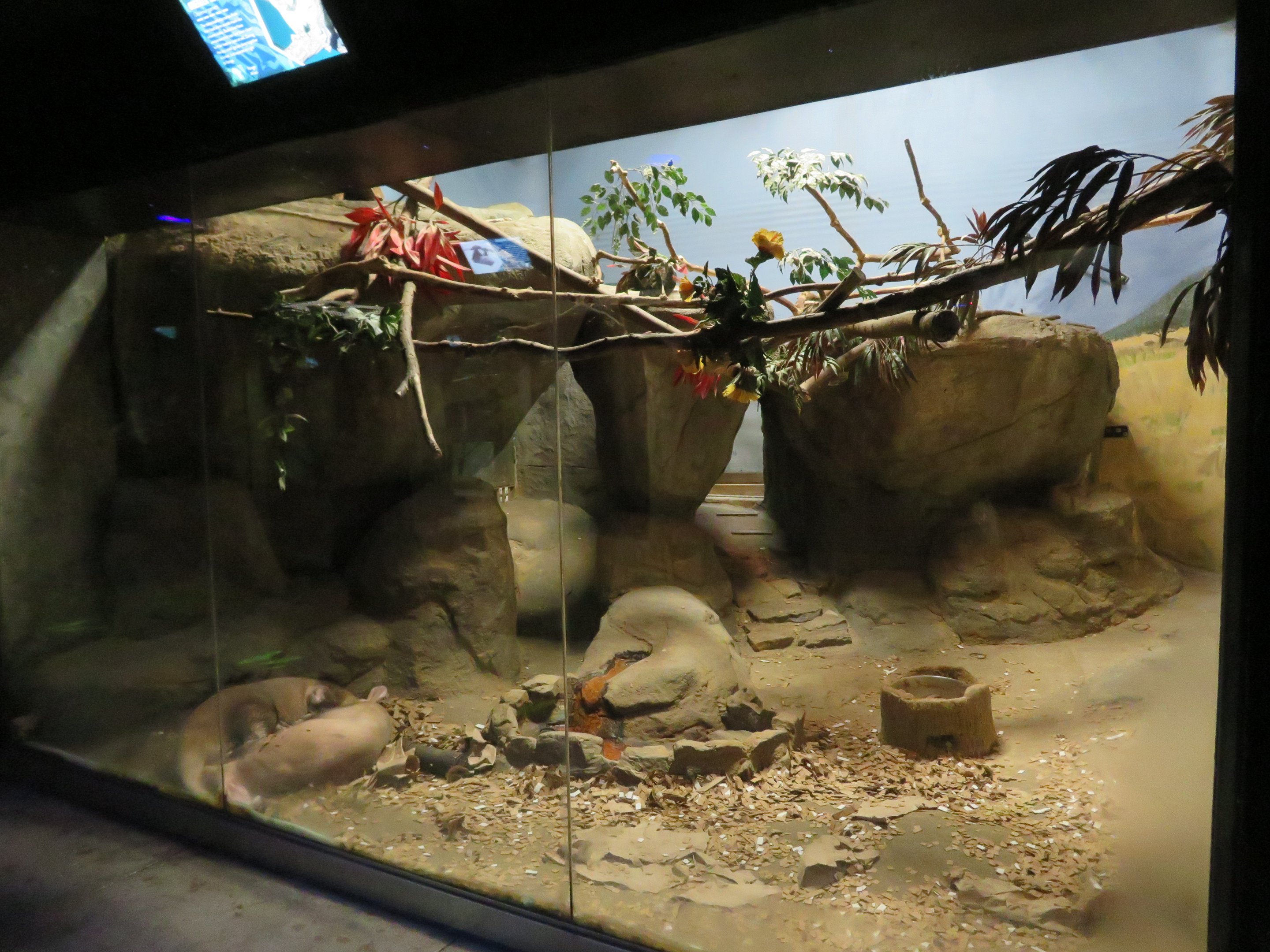 Aardvark/Galago Exhibit