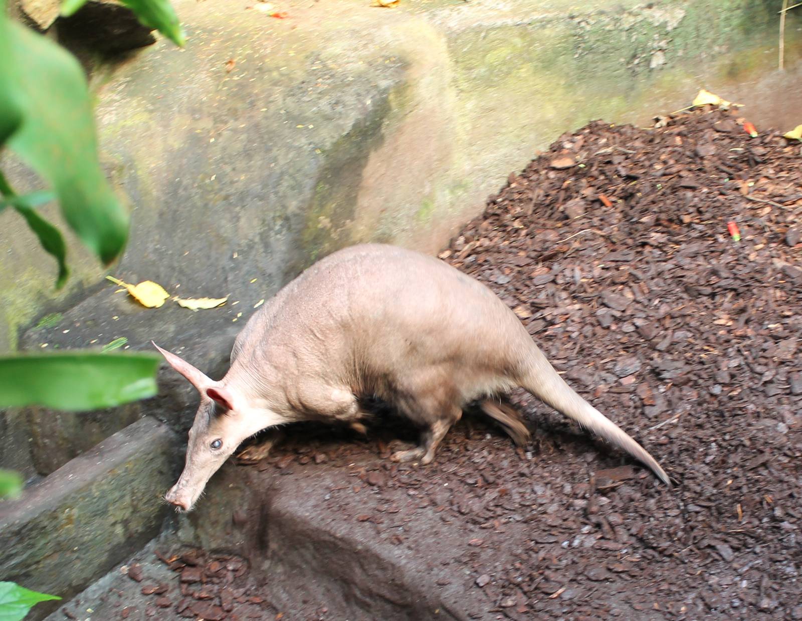 Aardvark in a second enclosure