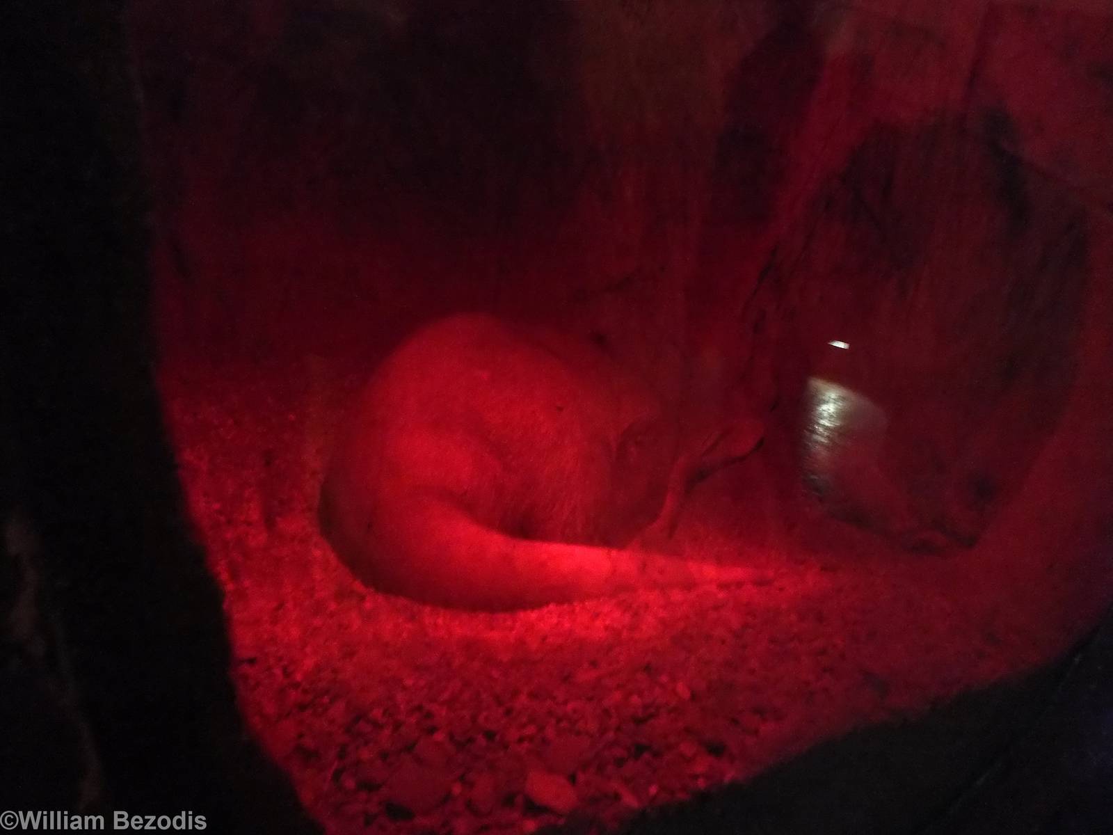 Aardvark in Den- Afrykarium