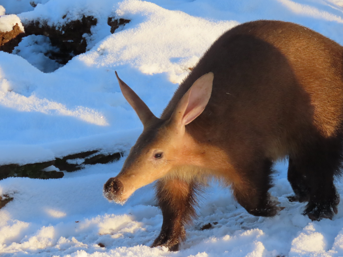Aardvark in the snow