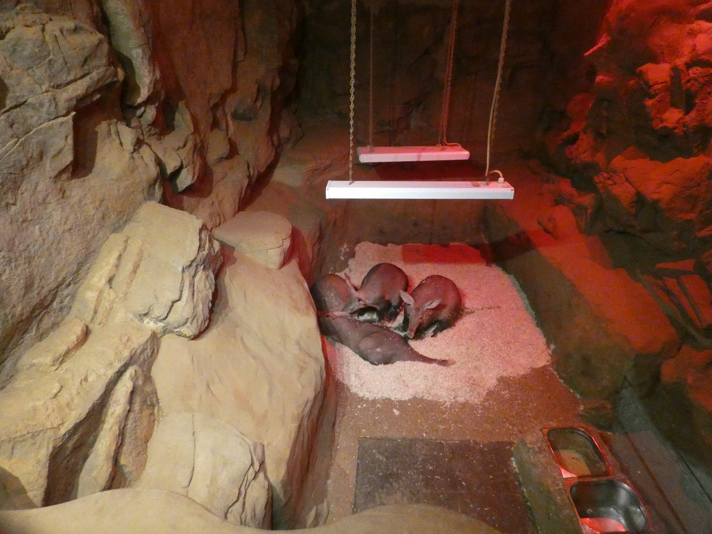 Aardvark indoor enclosure