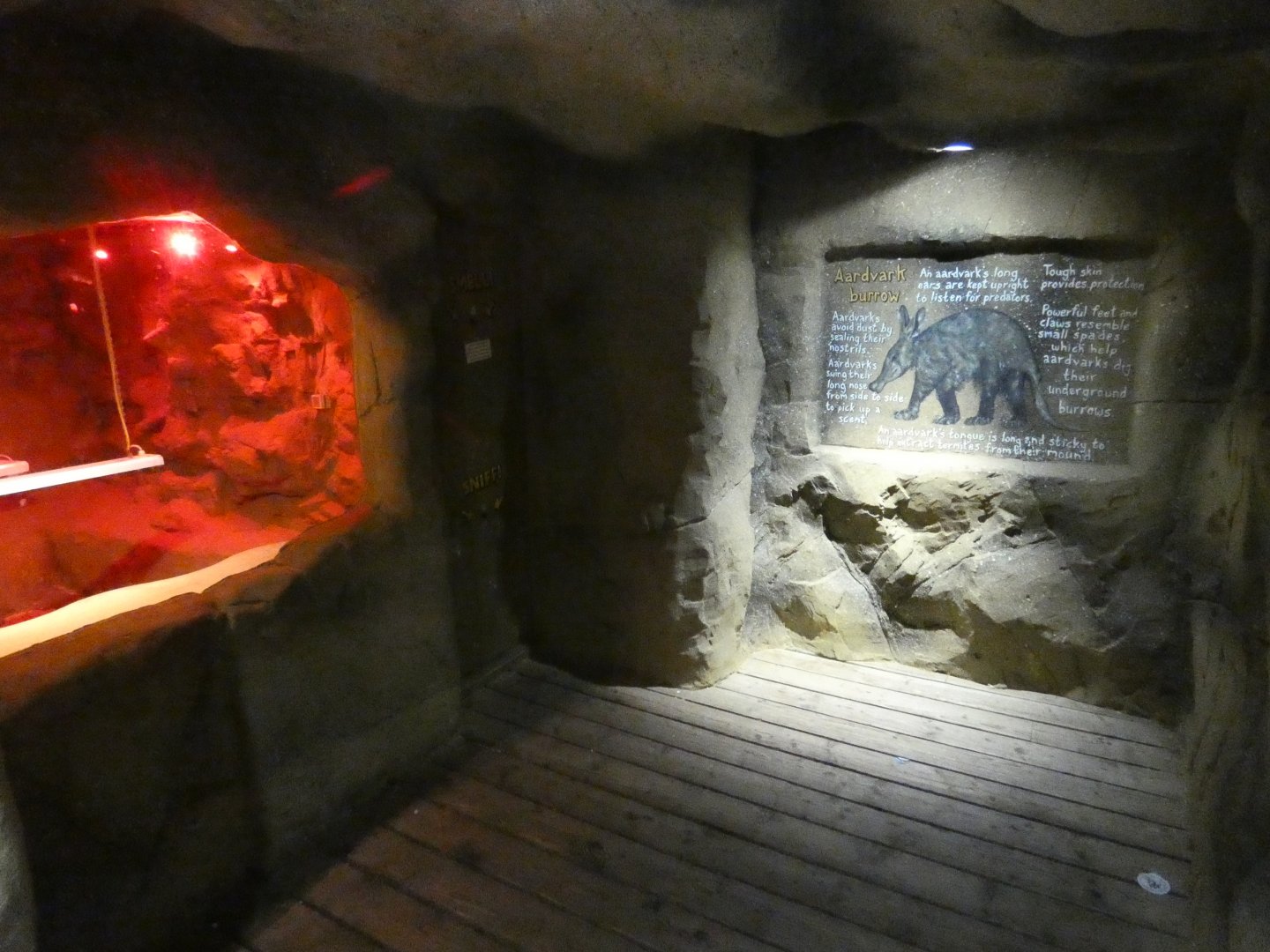 Aardvark indoor viewing area