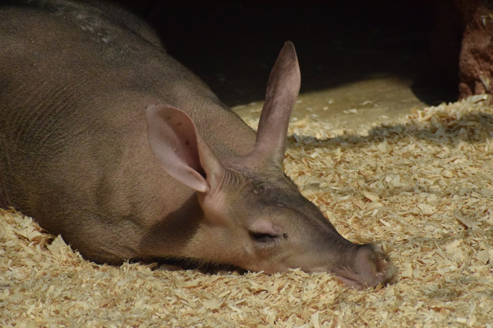 Aardvark - July 2022