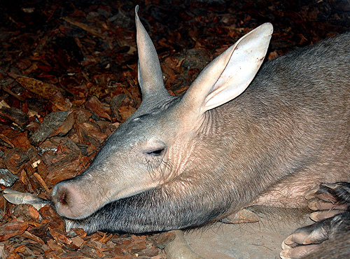 Aardvark male (Danny)