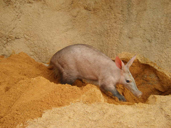 Aardvark male outside