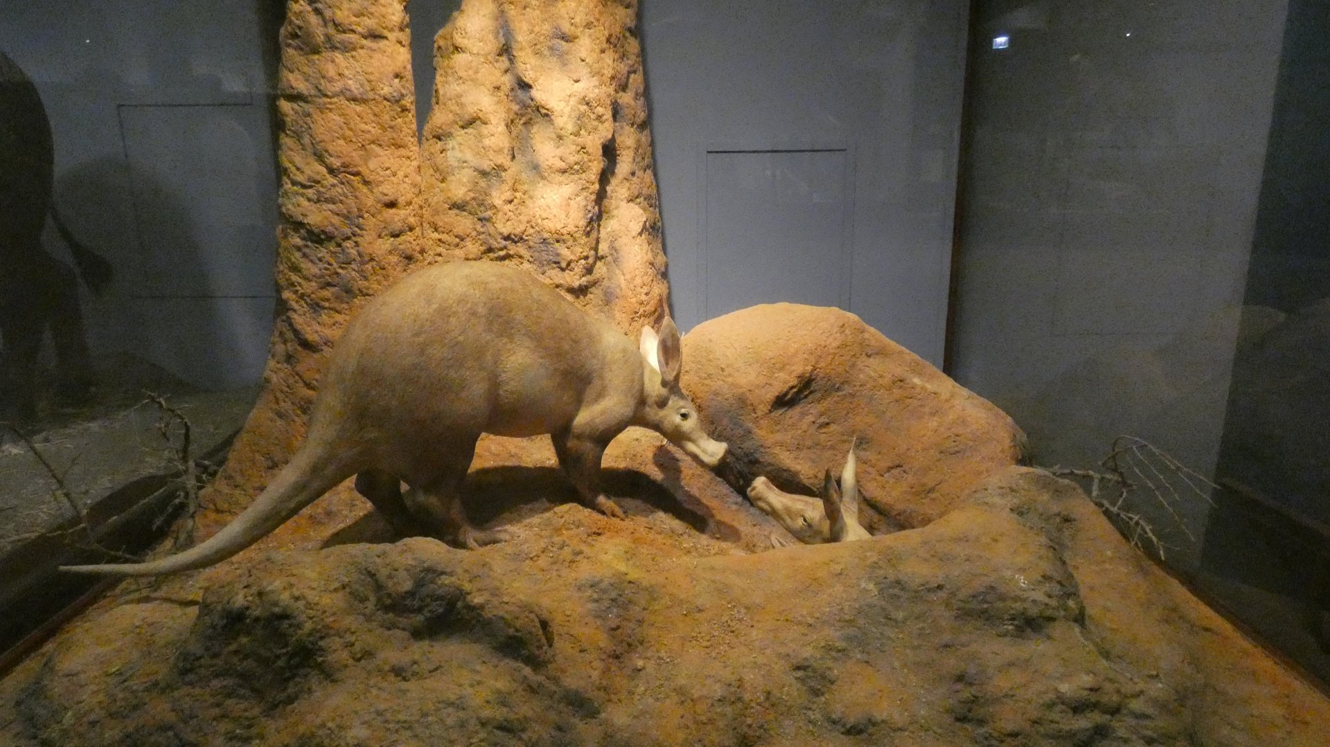 Aardvark, Mammals of Africa - Feb. 2022
