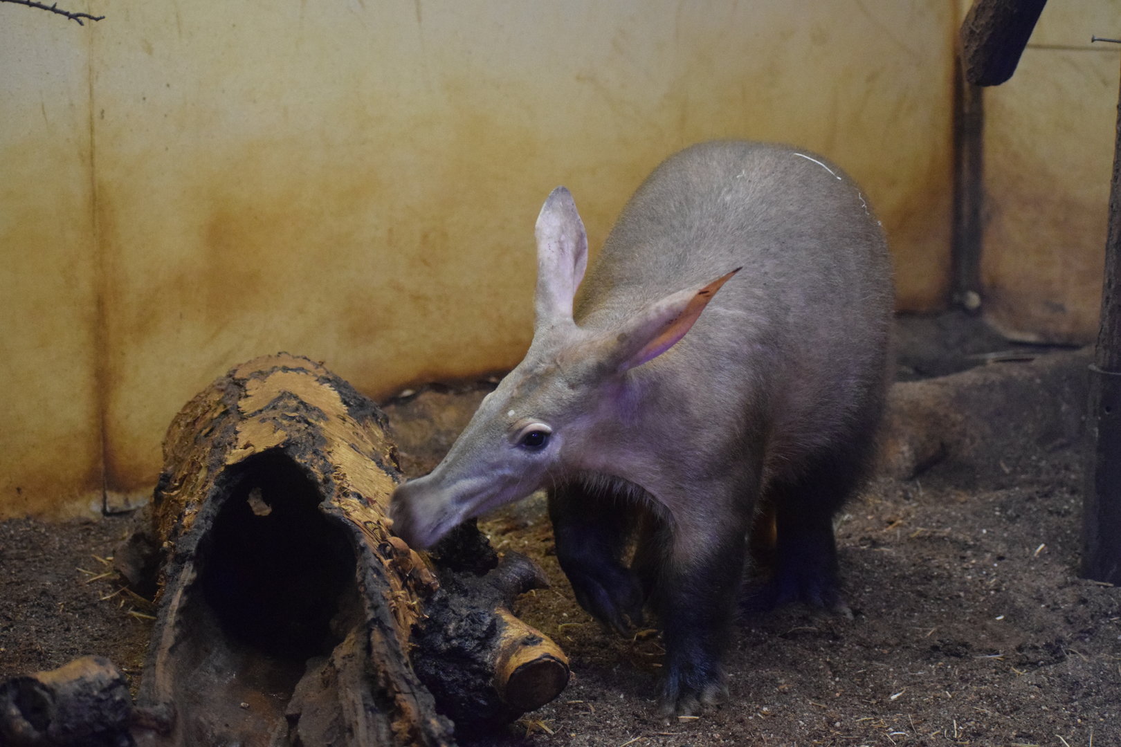 Aardvark - October 2023