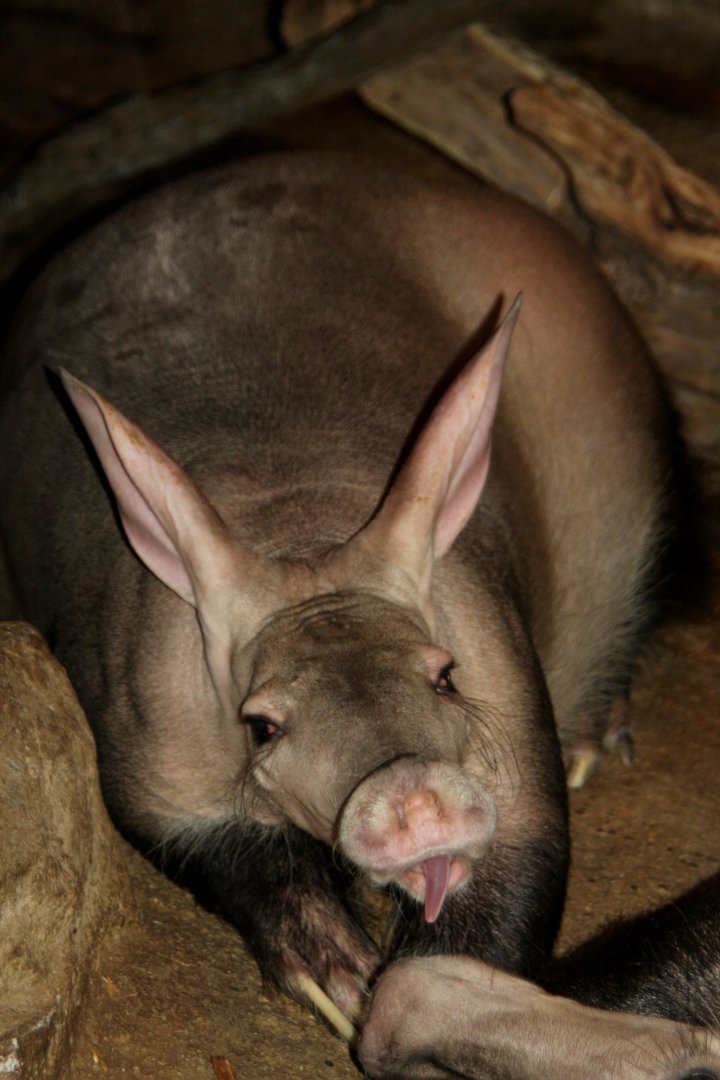 aardvark (Orycteropus afer) 2010