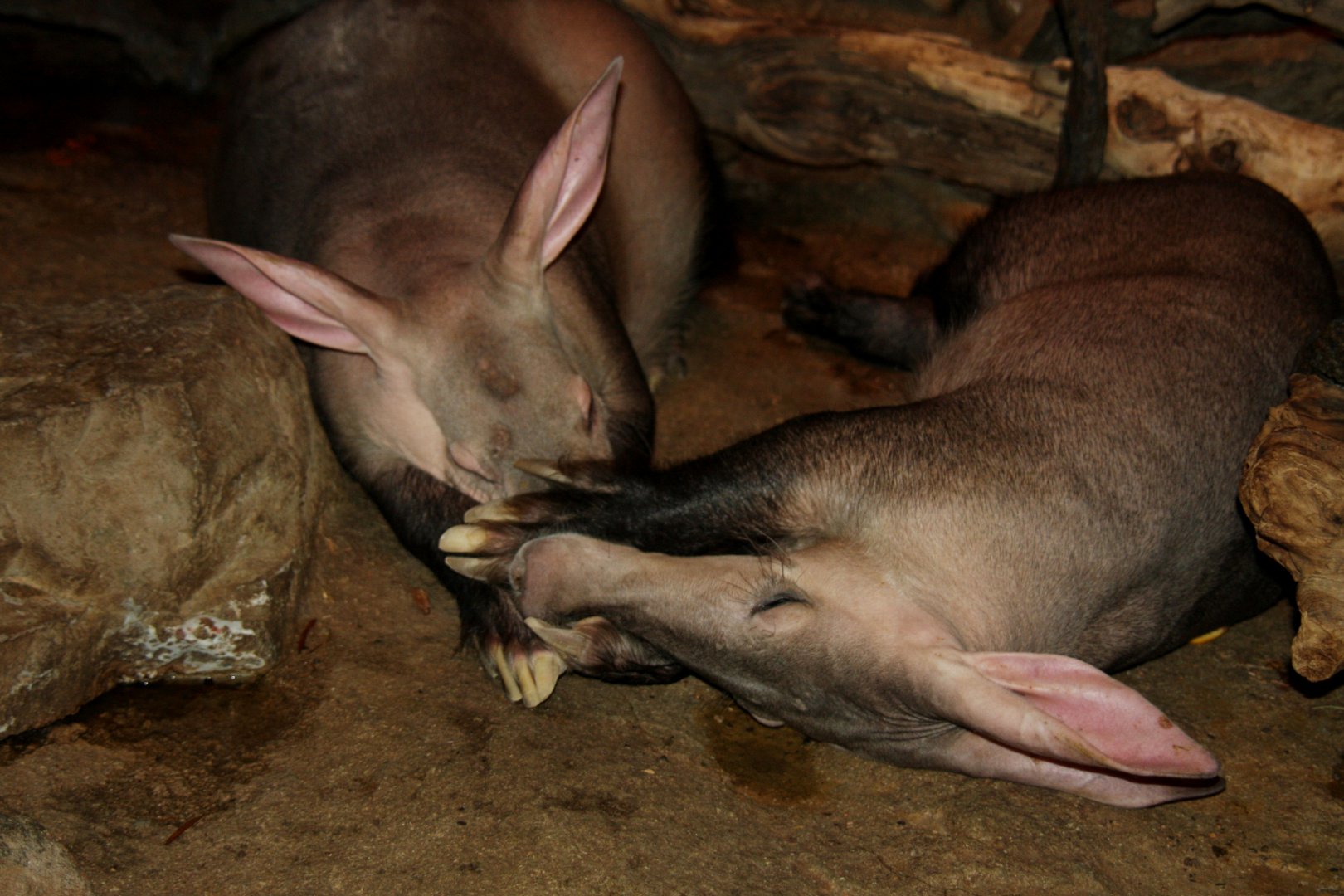 aardvark (Orycteropus afer) 2010