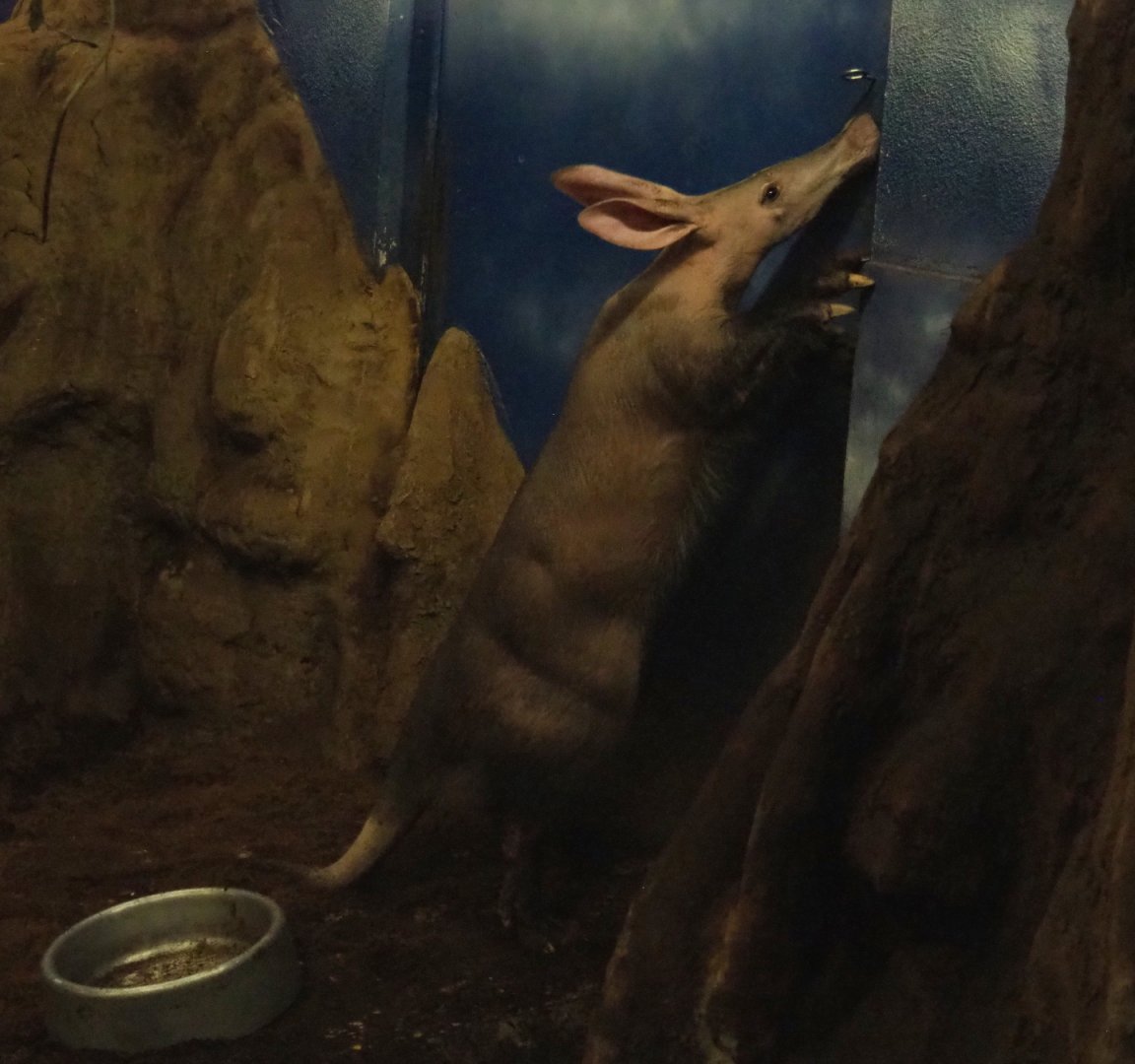 Aardvark (Orycteropus afer), 2019-06-22