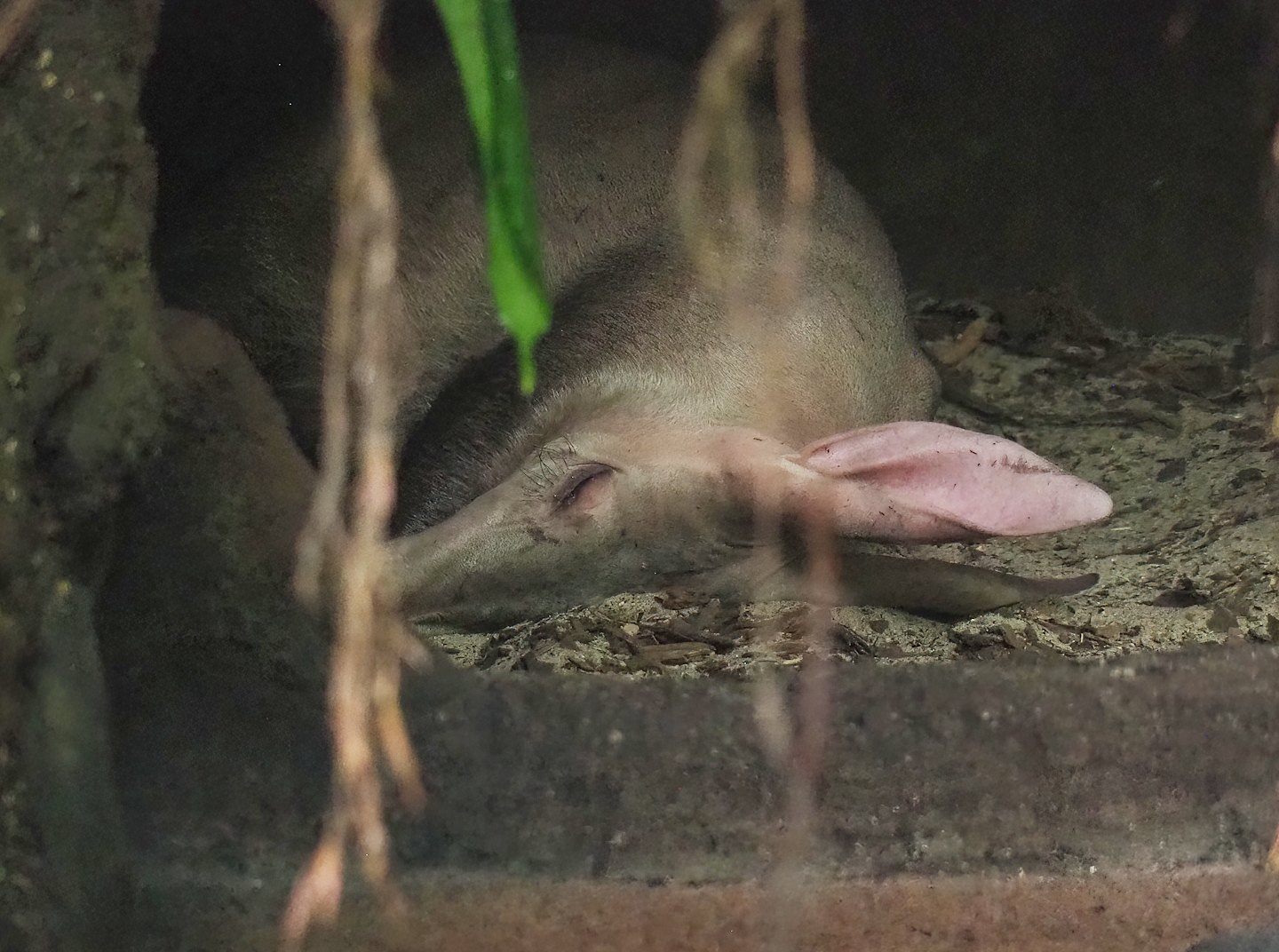 Aardvark (Orycteropus afer), 2023-10-07