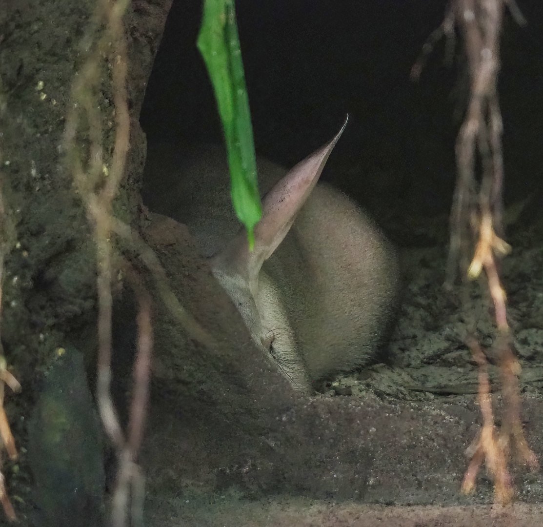 Aardvark (Orycteropus afer), 2023-10-07
