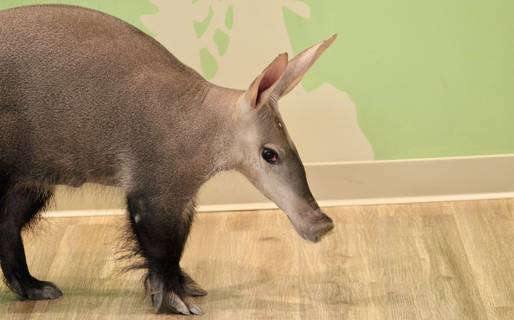 Aardvark (Orycteropus afer) - "Dyson"