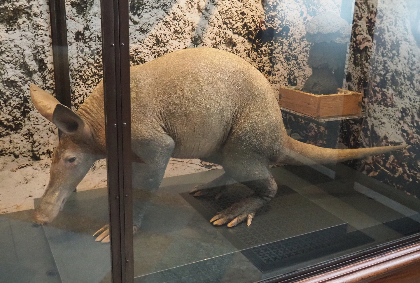 Aardvark (Orycteropus afer) specimen, 2021-10-20