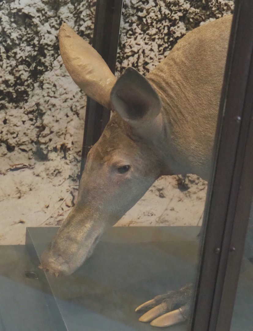 Aardvark (Orycteropus afer) specimen, 2021-10-20