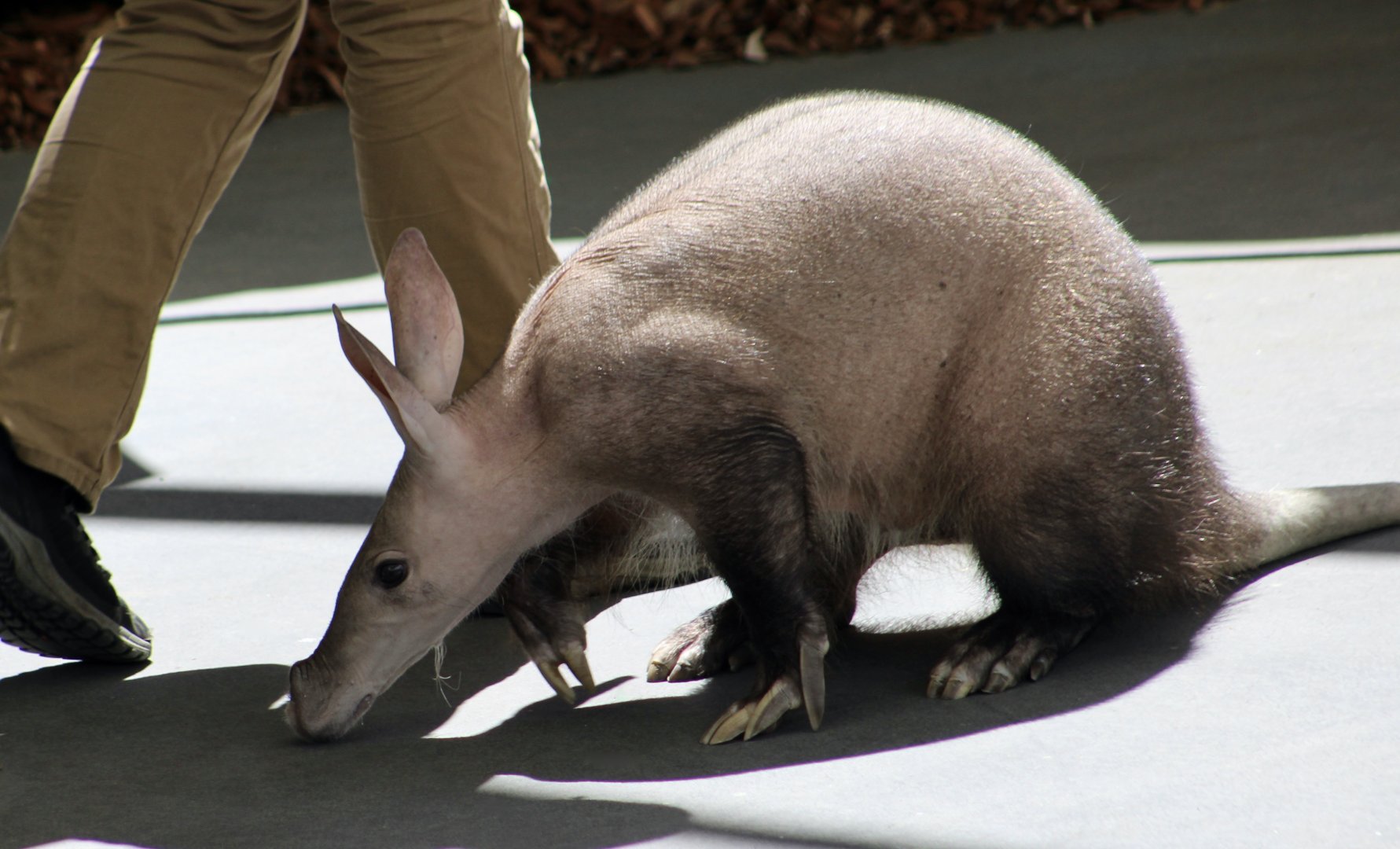Aardvark (Orycteropus afer) "Tilli"
