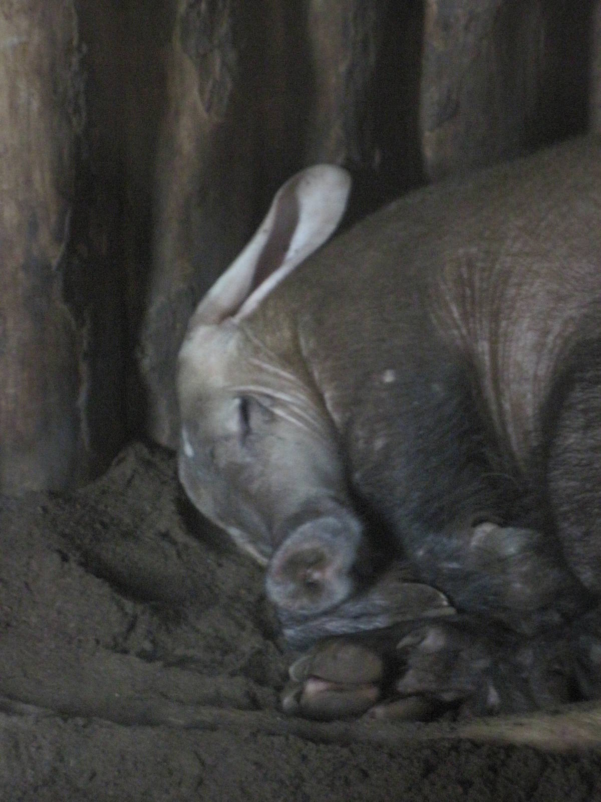 Aardvark (Orycteropus afer)