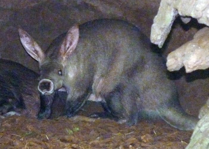 Aardvark (Orycteropus afer)