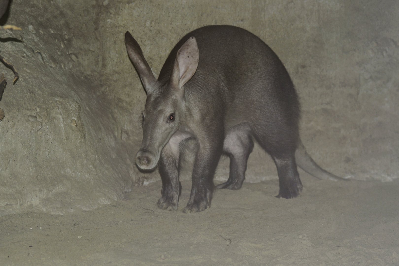 Aardvark (Orycteropus afer)