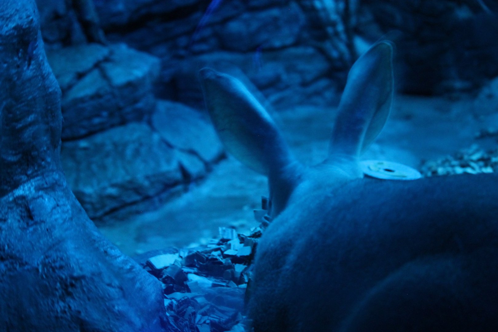 Aardvark (Orycteropus afer)