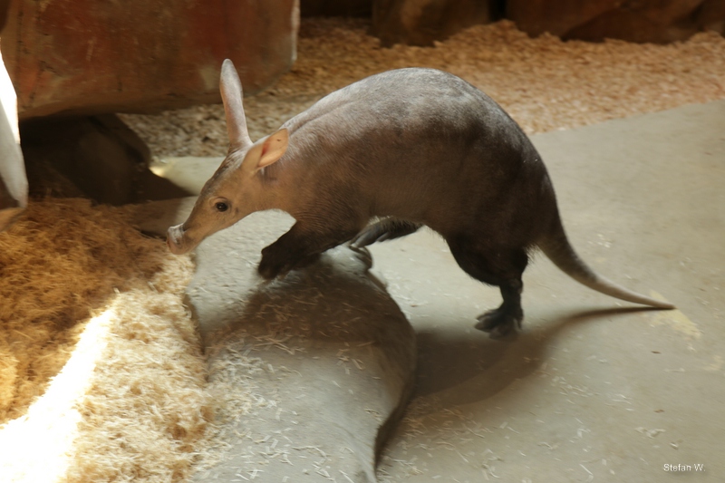 Aardvark ((Orycteropus afer))