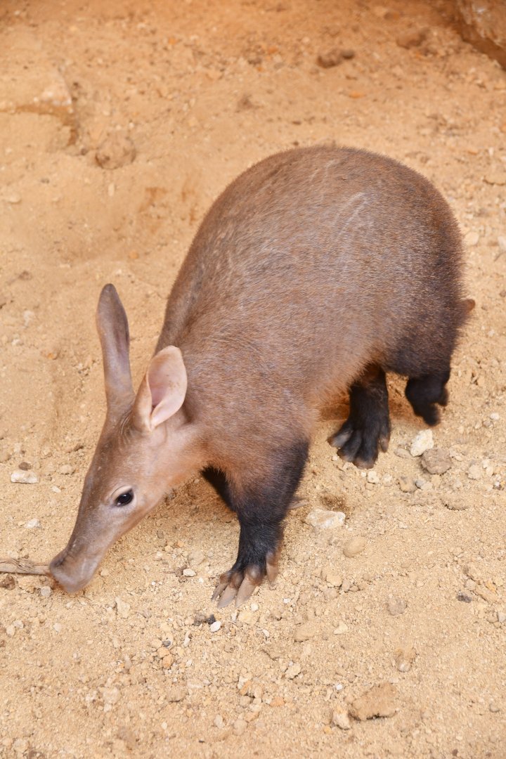 Aardvark (Orycteropus afer)