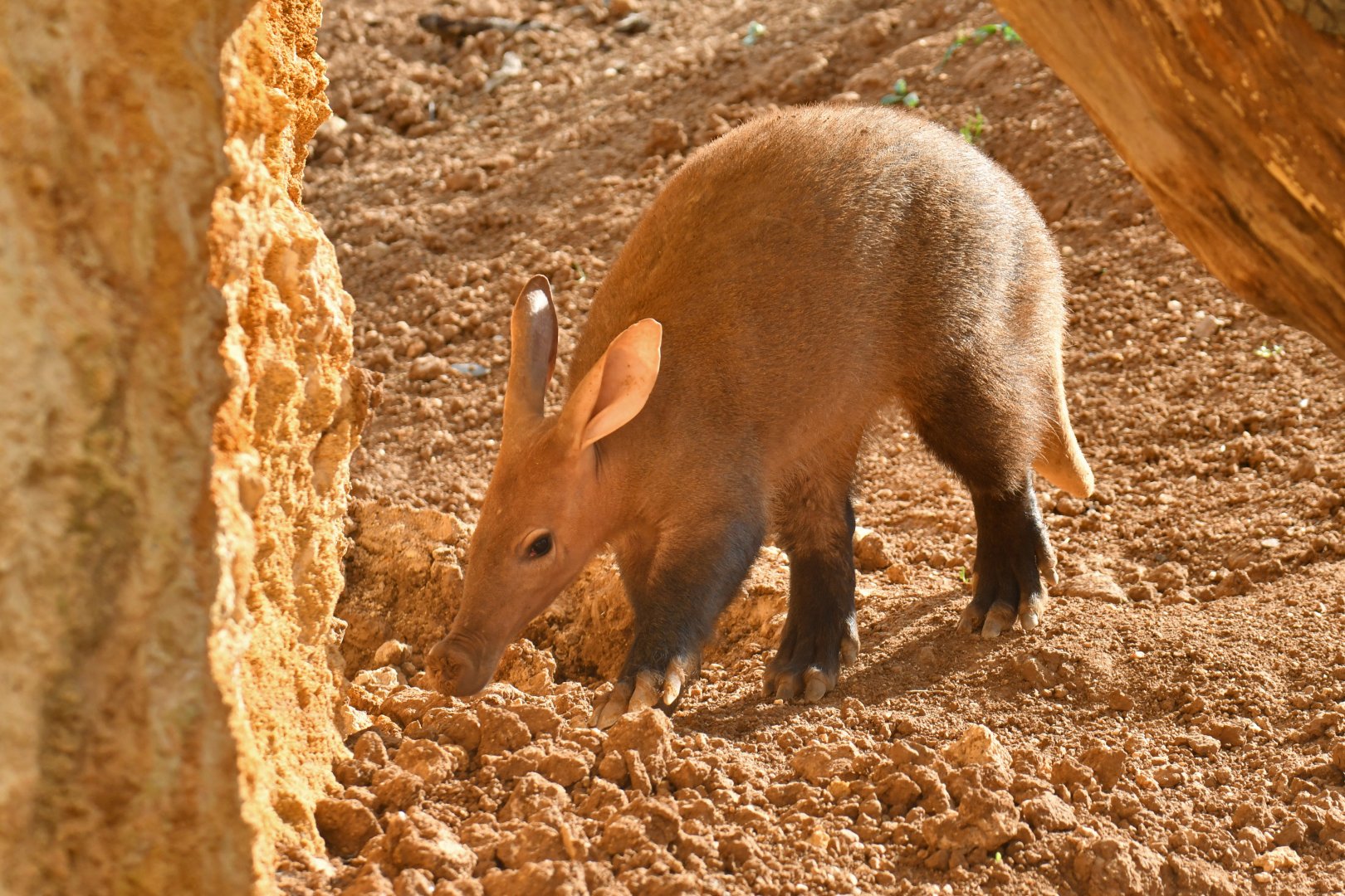 Aardvark (Orycteropus afer)