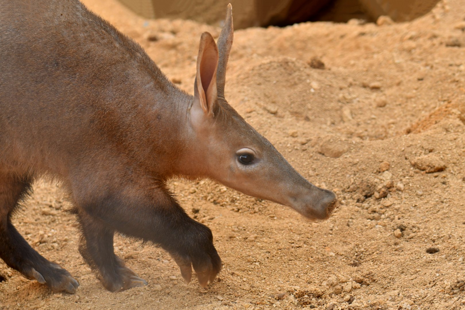 Aardvark (Orycteropus afer)