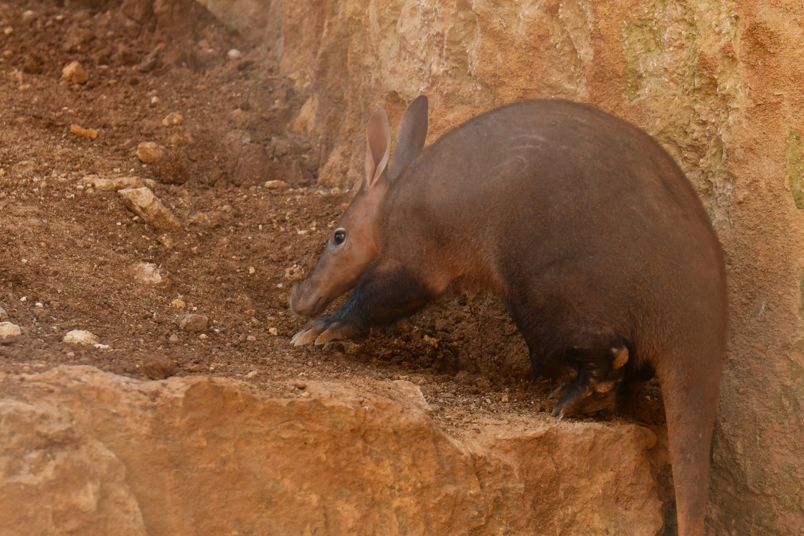 Aardvark (Orycteropus afer)