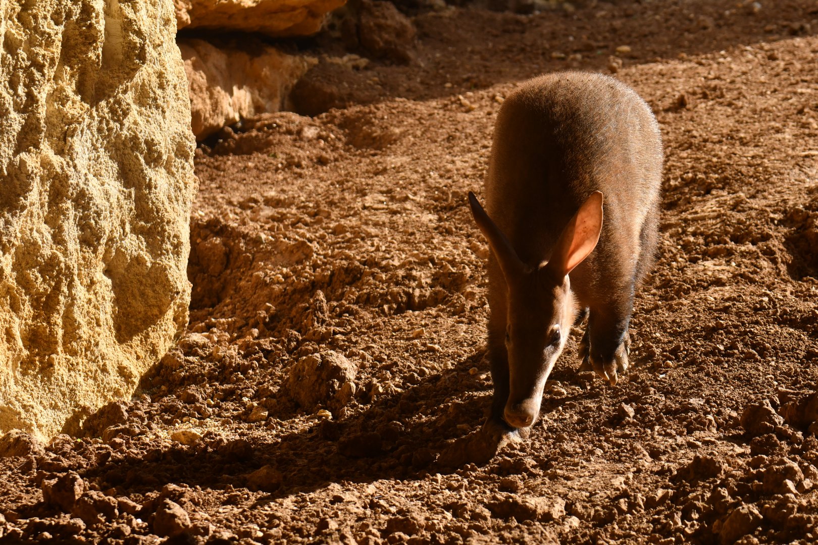 Aardvark (Orycteropus afer)
